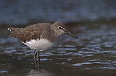 Голям горски водобегач (Tringa ochropus)